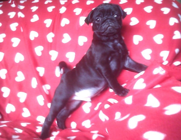 Chiot N°1