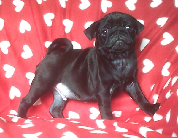 Chiot N°1