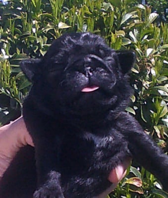 Les chiots de Carlin