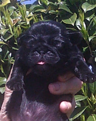 Les chiots de Carlin