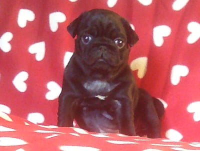 Les chiots de Carlin