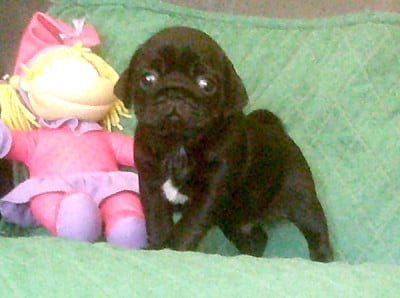 Les chiots de Carlin