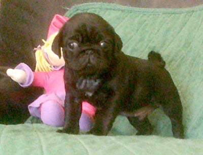 Les chiots de Carlin