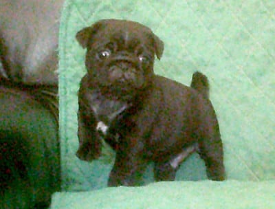 Les chiots de Carlin