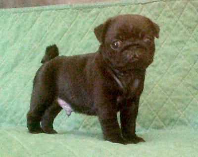Les chiots de Carlin