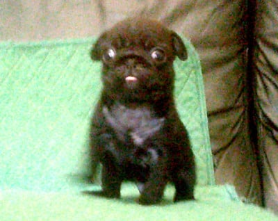 Les chiots de Carlin
