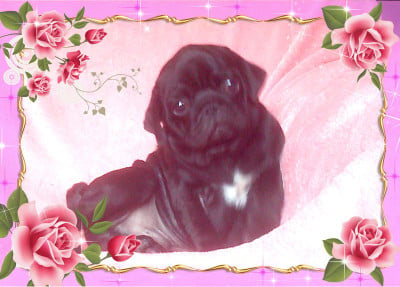 Les chiots de Carlin