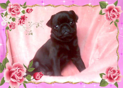 Bunya Cadette - Carlin