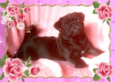 Les chiots de Carlin
