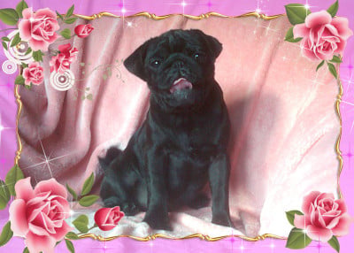 Les chiots de Carlin