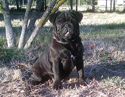 Les chiots de Carlin