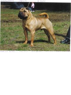 Publication : i dragoni orientali