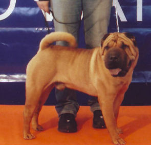 Publication : i dragoni orientali