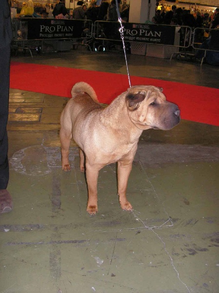 Publication : i dragoni orientali