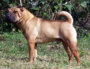 Publication : i dragoni orientali