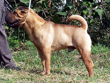 Publication : i dragoni orientali