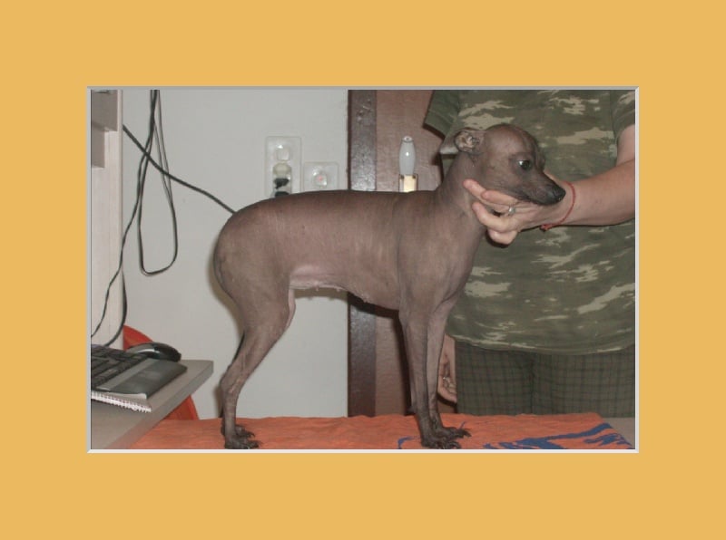 Publication : i dragoni orientali