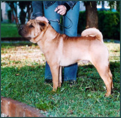 Publication : i dragoni orientali