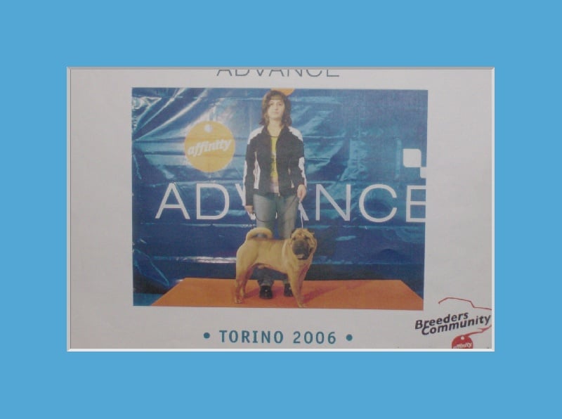 Publication : i dragoni orientali