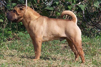 Publication : i dragoni orientali