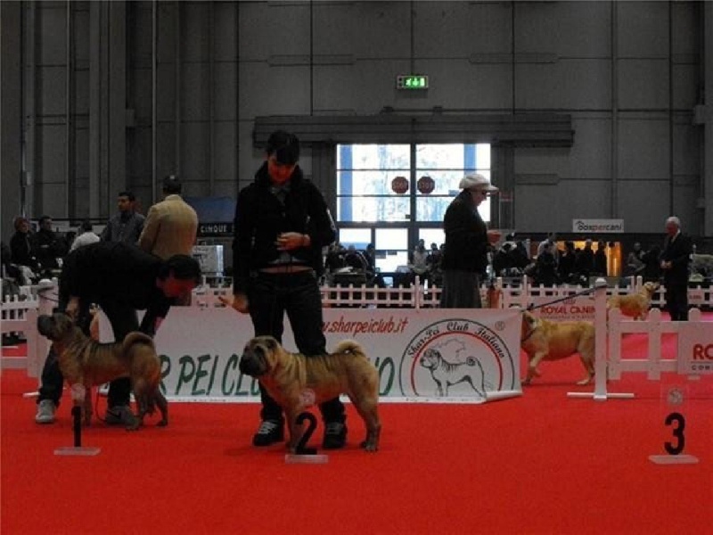 SUCCES SUGAR SWITT LOVIN PENNY..... i dragoni orientali - 2 ECC.