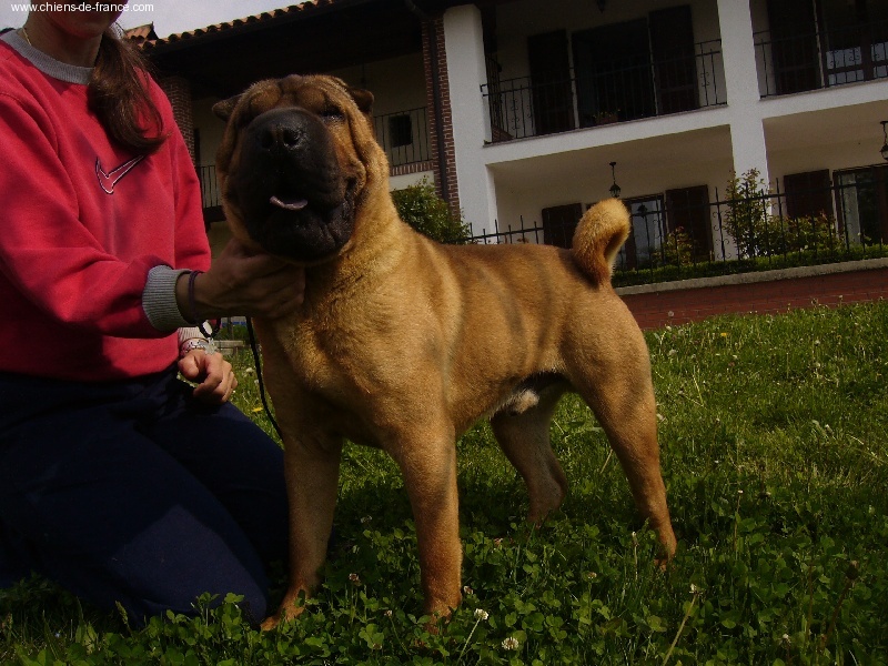 CH. Success raising the bar... i dragoni orientali - 1 EXCC CAC.