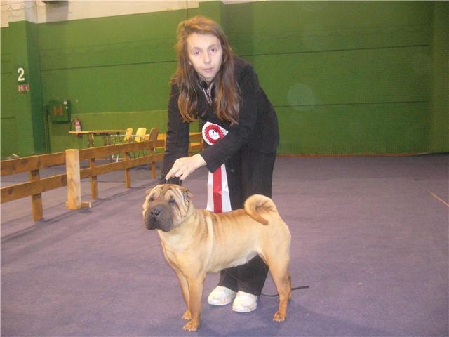 SUCCES`SHINA GIRL.MERCY..... i dragoni orientali - 1.EXC.MEILLEUR JEUNE.CAC.BOB.
