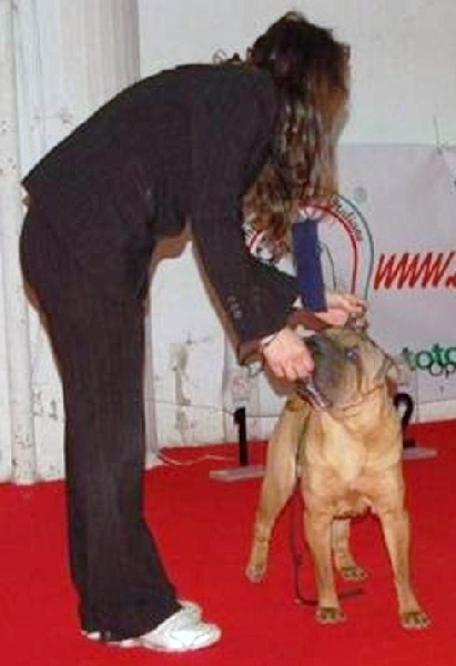 SUCCES`SHINA GIRL.MERCY..... i dragoni orientali - 4. EXCC