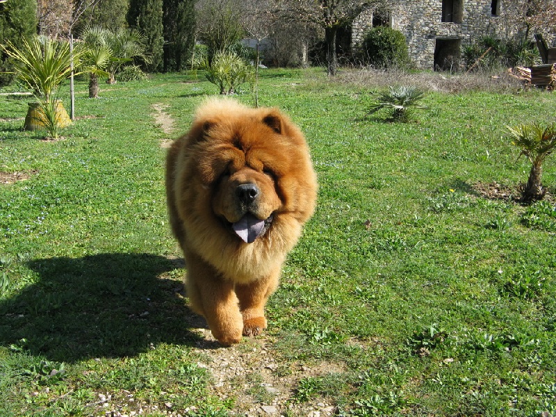 Publication : du Kiang Ti-Ho