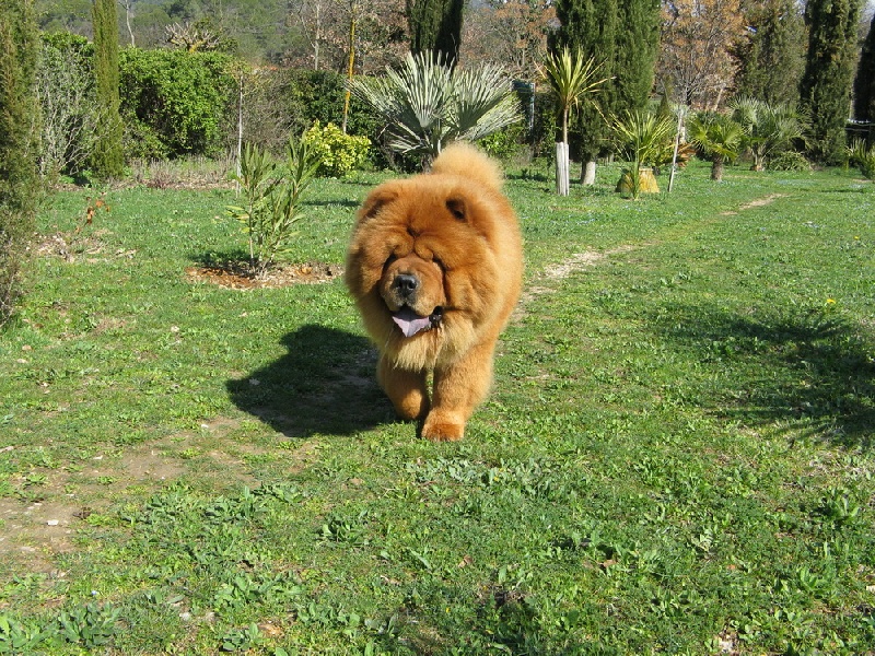 Publication : du Kiang Ti-Ho