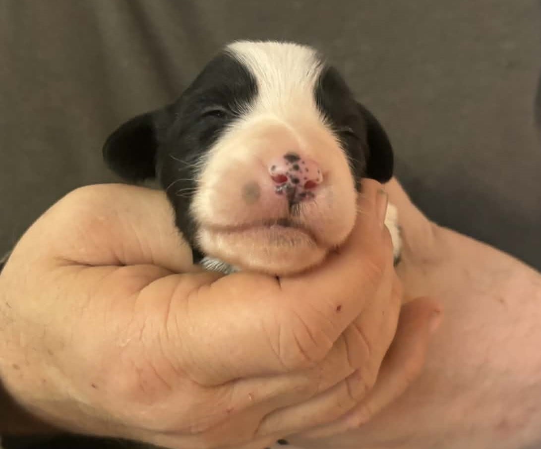 CHIOT 7 - Bearded Collie