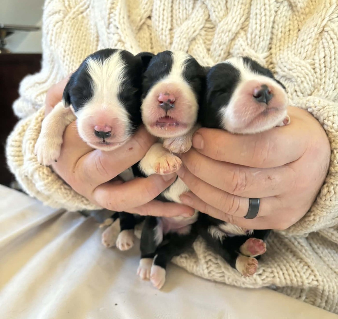 CHIOT 5 - Bearded Collie
