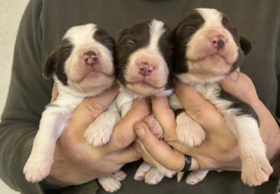 Les chiots de Bearded Collie