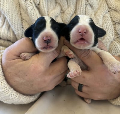 Les chiots de Bearded Collie