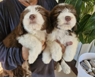 Les chiots de Bearded Collie