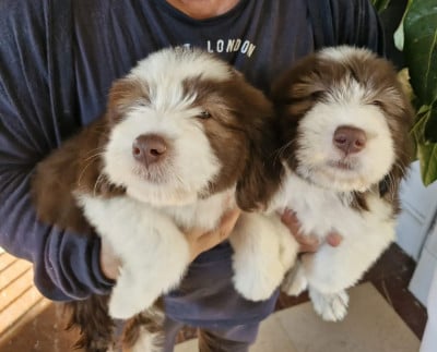 Les chiots de Bearded Collie