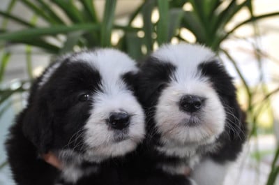 Les chiots de Bearded Collie