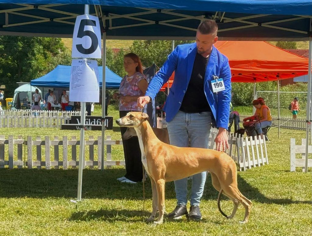 Berenice gladkiy zapad