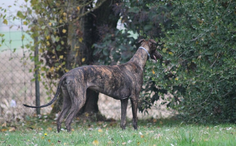 Melania The Passionate Pilgrim - Classe Jeune - 1er EXC, BOB Junior