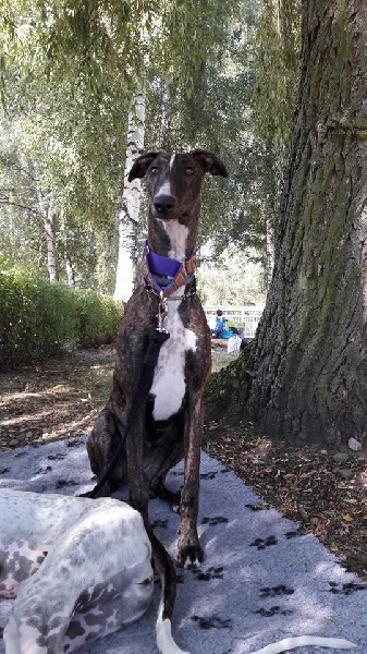 Melania The Passionate Pilgrim - Classe Puppy - 1er TP, BOB Puppy, BEST IN SHOW 3 PUPPY