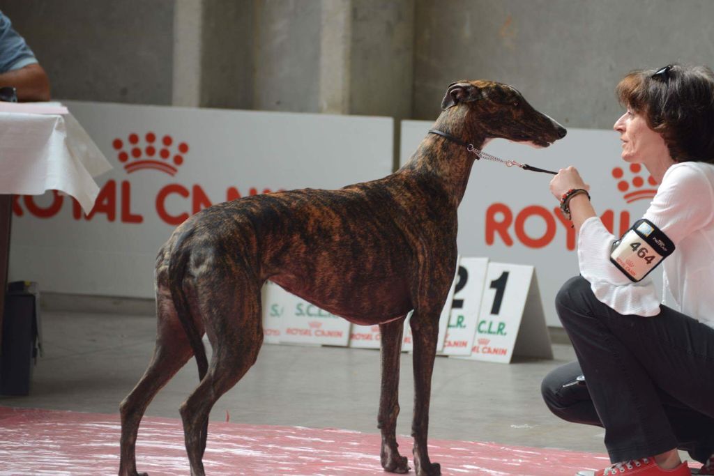 Melania The Passionate Pilgrim - Classe Ouverte - 2ème EXC, RCACIB, RCACS