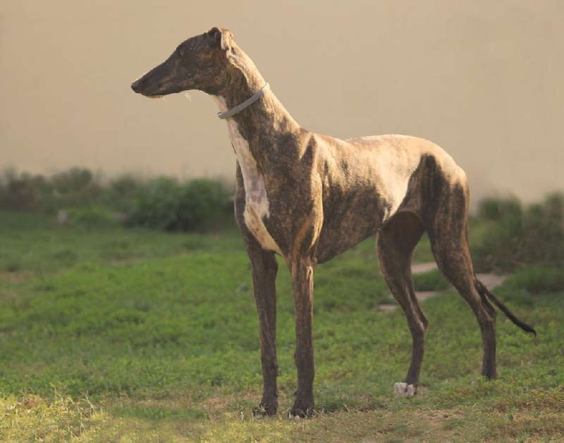 Melania The Passionate Pilgrim - Classe Jeune - 1ex EXC, BOB Junior