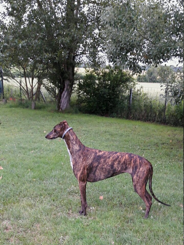 Melania The Passionate Pilgrim - Classe Ouverte - 1er EXC, RCACS