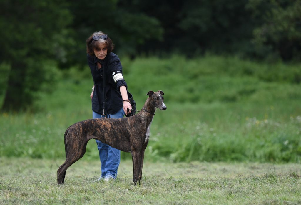 Melania The Passionate Pilgrim - Classe Intermédiaire - 3ème EXC