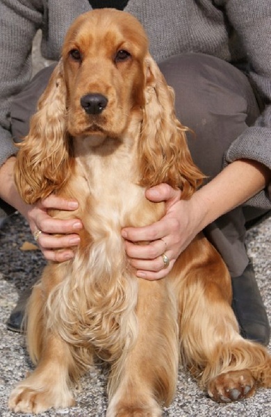 Publication : du cottage de sweet mi lady