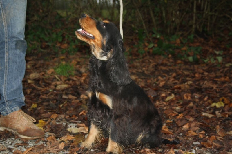 Publication : du cottage de sweet mi lady