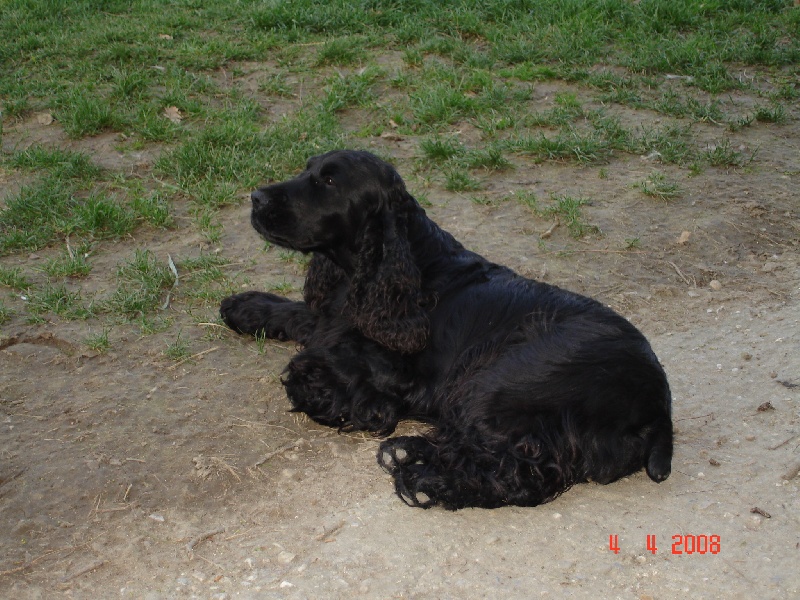 Publication : du cottage de sweet mi lady