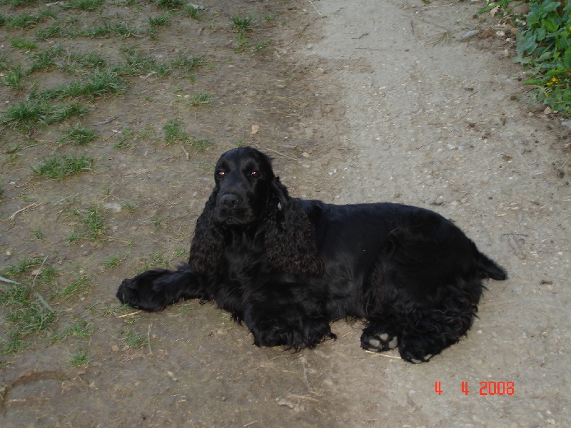 Publication : du cottage de sweet mi lady