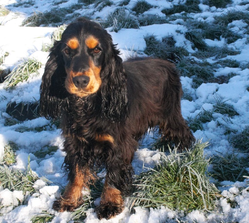 Publication : du cottage de sweet mi lady