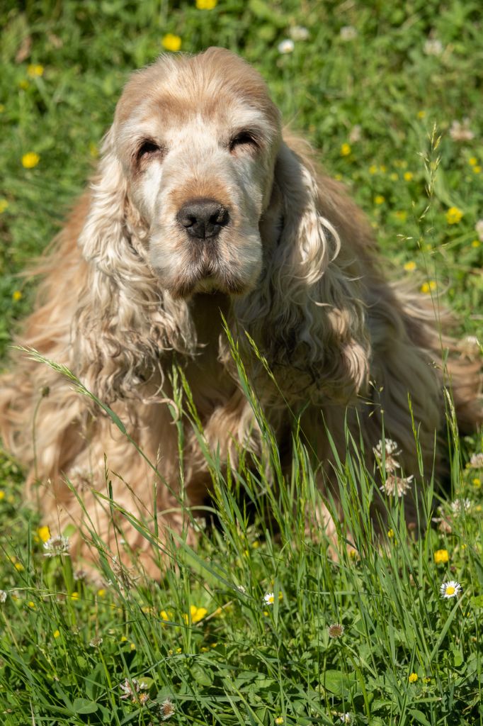 Publication : du cottage de sweet mi lady